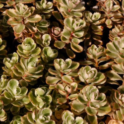 Sedum spurium 'Tricolor' Sedum spurium 'Tricolor'
