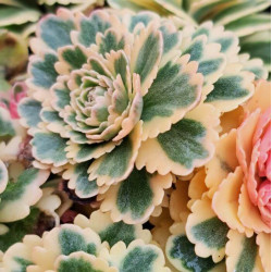 Sedum takesimense 'Atlantis' Sedum takesimense 'Atlantis'