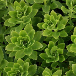 Sedum takesimense Sedum takesimense