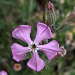 Silene fruticosa Silene fruticosa