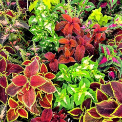 Coleus scutellarioides  Coleus scutellarioides