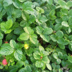 Duchesnea indica Duchesnea indica