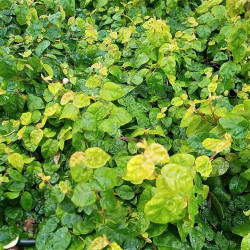 Ficus repens Ficus repens