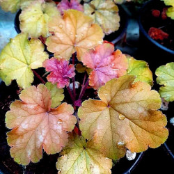 Heuchera x 'Carnival Coffee Bean' Heuchera x 'Carnival Coffee Bean'