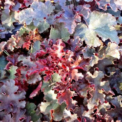 Heuchera americana 'Melting Fire' Heuchera americana 'Melting Fire'