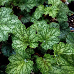 Heuchera x 'Carnival Cocomint' Heuchera x 'Carnival Cocomint'