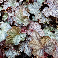 Heuchera x 'Carnival Plum Crazy' Heuchera x 'Carnival Plum Crazy'