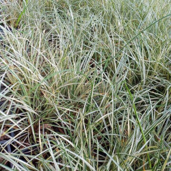 Ophiopogon 'Silver Dragon'