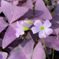 Oxalis triangularis 'Myke'