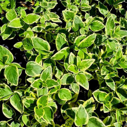 Vinca major 'Variegata' Vinca major 'Variegata'