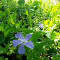 Vinca minor Vinca minor