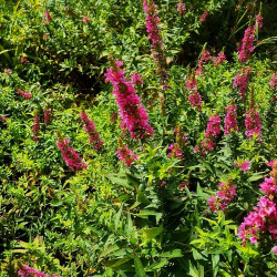 Stachys palustris Stachys palustris