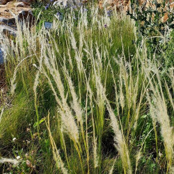 Stipa 'Ichu' Stipa 'Ichu'