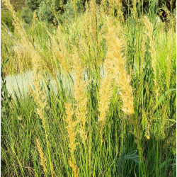 Stipa calamagrostis 'Algäu'