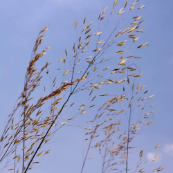 Stipa gigantea Stipa gigantea