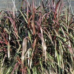 Saccharum officinarum var. violaceum