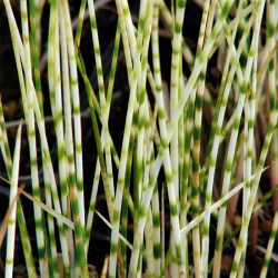 Scirpus tabernaemontani 'Zebrinus' Scirpus tabernaemontani 'Zebrinus'