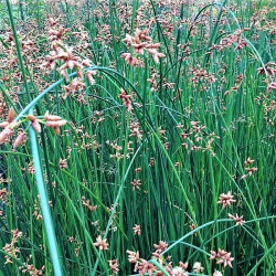 Schoenoplectus lacustris Schoenoplectus lacustris