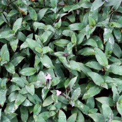 Tradescantia pallida 'Blue Sue' Tradescantia pallida 'Blue Sue'