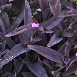 Tradescantia pallida 'Purple Heart' Tradescantia pallida 'Purple Heart'