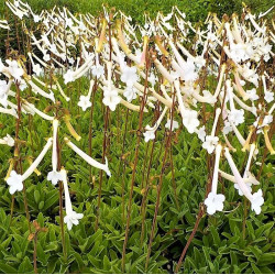 Sinningia tubiflora Sinningia tubiflora