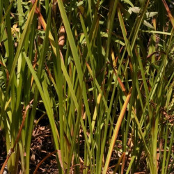 Sparganium erectum Sparganium erectum