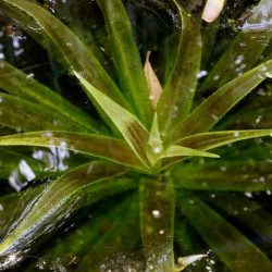 Stratiotes aloides Stratiotes aloides