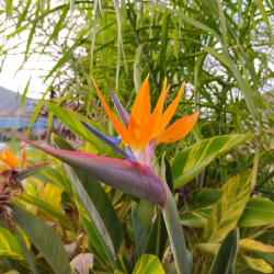 Strelitzia reginae Strelitzia reginae