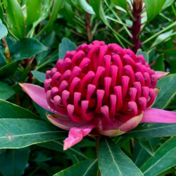 Telopea 'Braidwood Brilliant' Telopea 'Braidwood Brilliant'