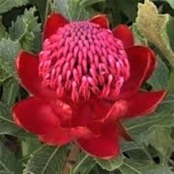 Telopea 'Dawn Fire' Telopea 'Dawn Fire'