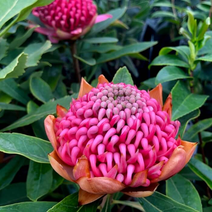 Telopea 'Red Embers'