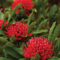 Telopea 'Shady Lady Red' Telopea 'Shady Lady Red'