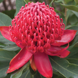 Telopea 'Shady Lady Crimson' Telopea 'Shady Lady Crimson'