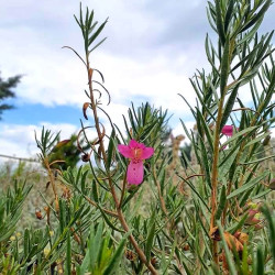 Eremophila alternifolia