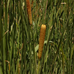Typha laxmannii Typha laxmannii