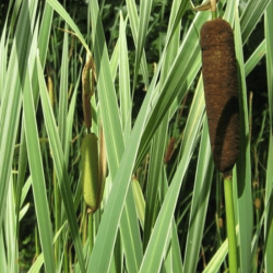 Typha latifolia 'Variegata' Typha latifolia 'Variegata'