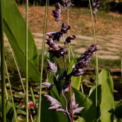 Thalia geniculata Thalia geniculata