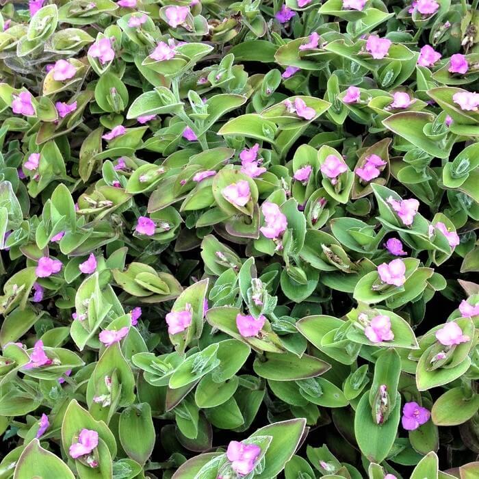 Tradescantia sillamontana