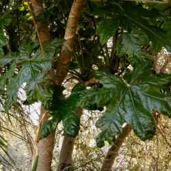 Trevesia palmata Trevesia palmata