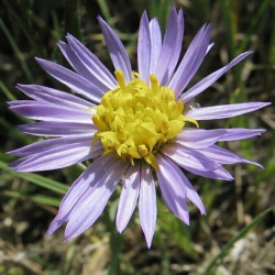 Tripolium pannonicum Tripolium pannonicum