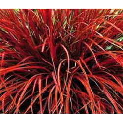 Uncinia rubra Uncinia rubra