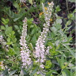 Veronica spicata 'Alba'