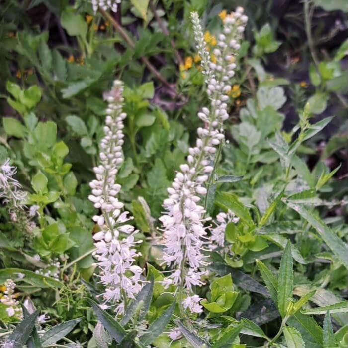 Veronica spicata 'Alba'