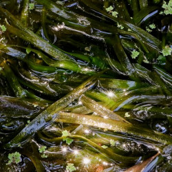 Vallisneria spiralis Vallisneria spiralis