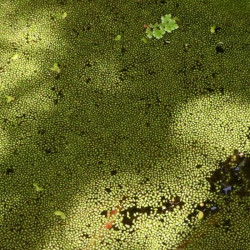 Wolffia arrhiza Wolffia arrhiza