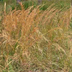 Andropogon virginicus