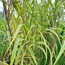 Arundo donax 'Golden Chain' Arundo donax 'Golden Chain'