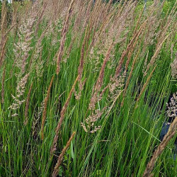 Calamagrostis acutiflora
