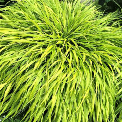 Hakonechloa macra 'All Gold'