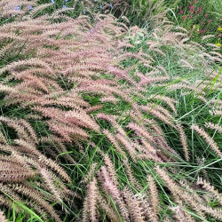 Pennisetum orientale 'Karley Rose' Pennisetum orientale 'Karley Rose'